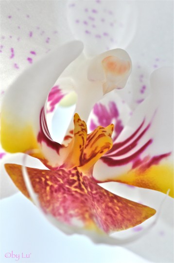 deeply orchid