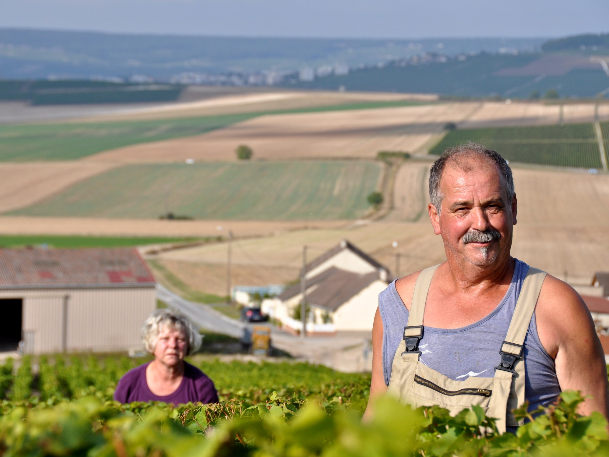 cote-des-blancs-harvesting