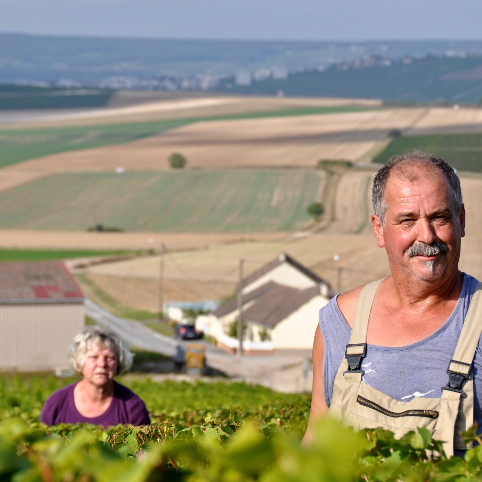 cote-des-blancs-harvesting