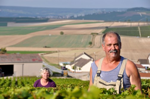 cote-des-blancs-harvesting