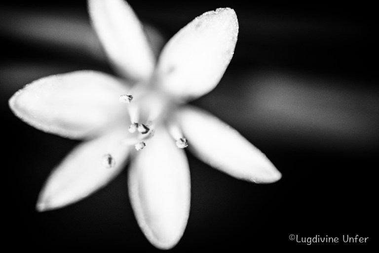 flower-Lugdivine-Unfer-1