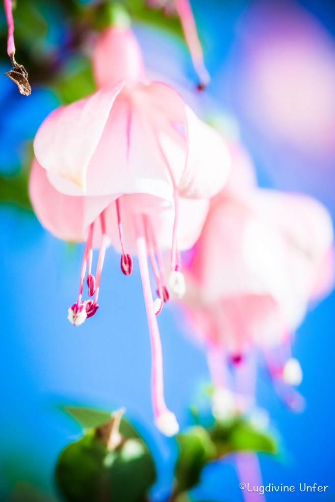 Flowers-Siercklesbains-15082016-by-Lugdivine-Unfer-2