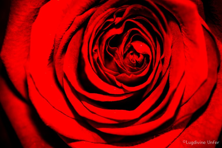 flowers-17022017-by-lugdivine-unfer-4