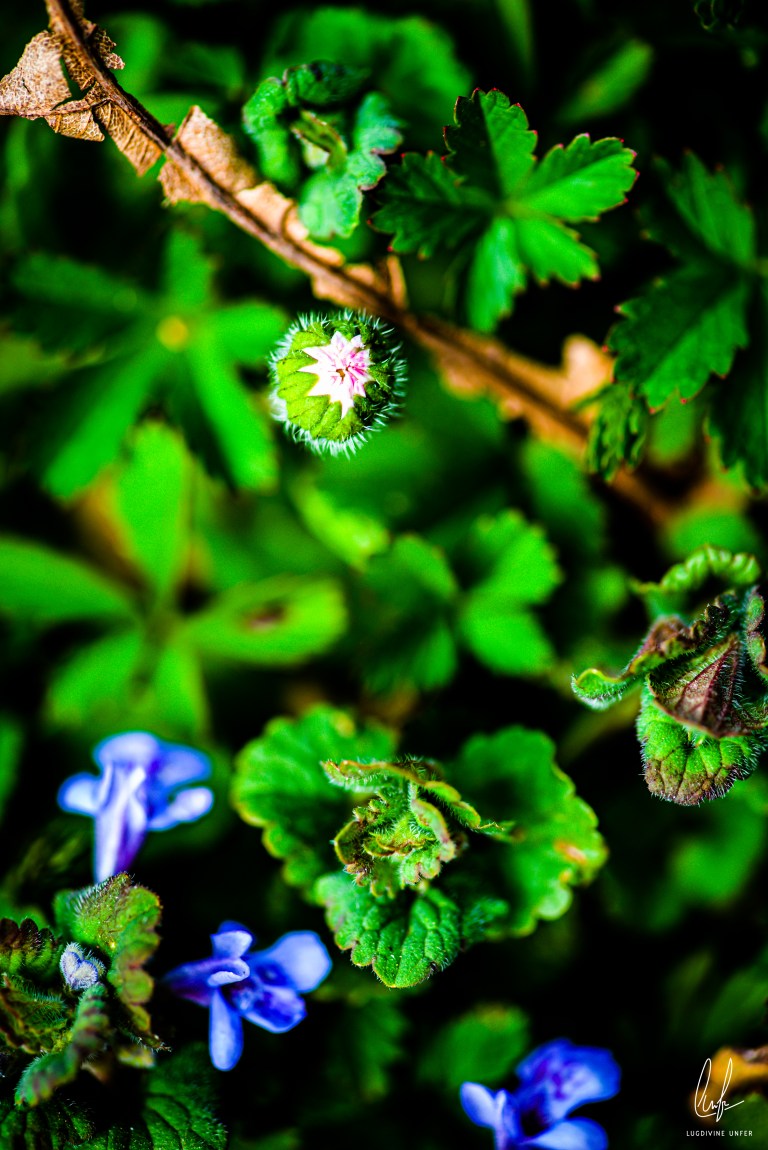 Flowers-Macro-Siercklesbains-09042020-by-Lugdivineunfer-30